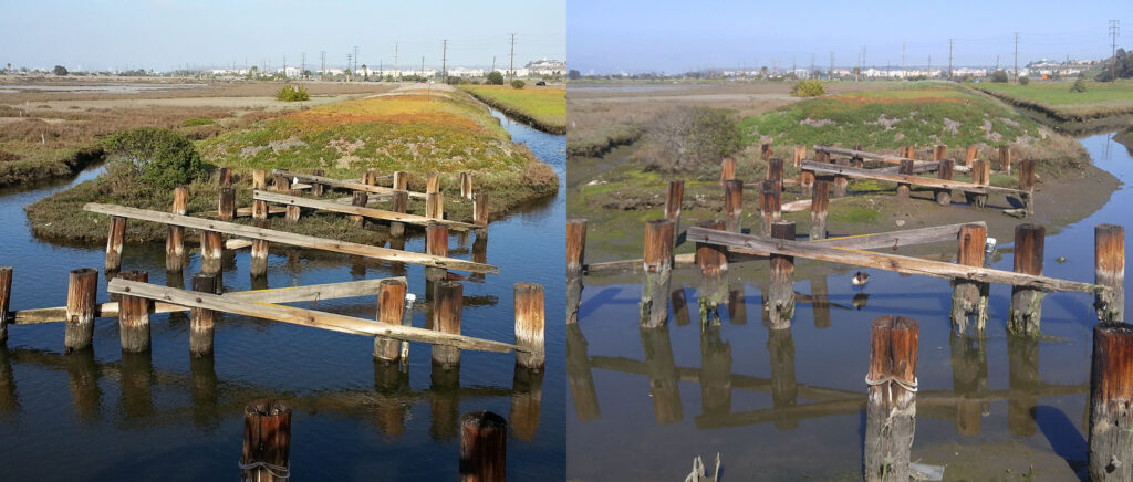 The unfortunate effects of our drought on the Ballona Wetlands, 2014 vs 2016.